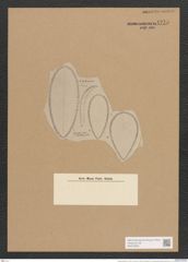 Surirella daivdsonii A. Schm. (de-Toni-Nr.: Genus 53, Species 2371) Zeichnungen Sammlung Grunow Nr. 4775 (NHMW-BOT-W0372903)